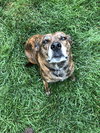 Stella
