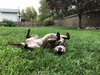 Stella