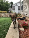 Stella