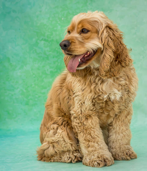 Cooper
