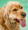 Cooper