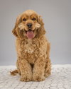 Cooper