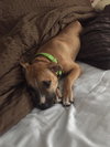 Arya