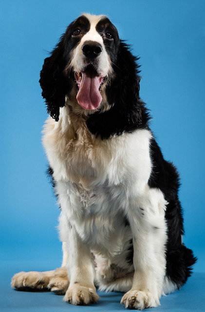 Bailey