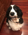 Bailey