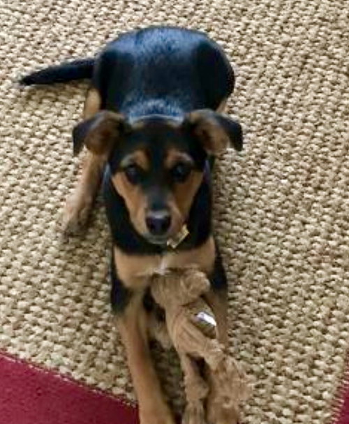 Nova