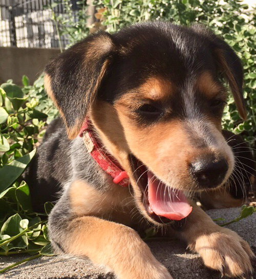 Skye