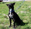 Maxer (Courtesy Post)
