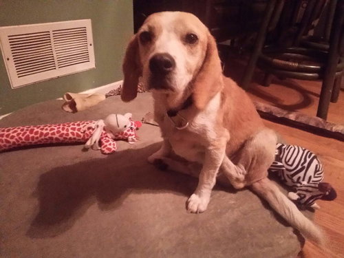 Mr. Bojangles
