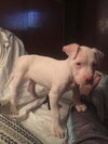 Angus
