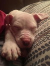 Angus