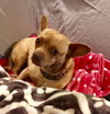 Mae Belle