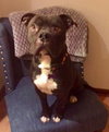 Ricco