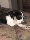 Asher
