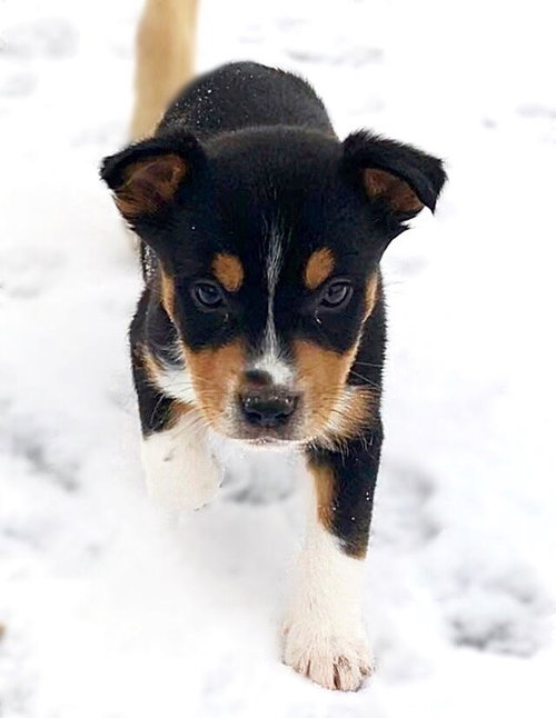 Boone