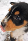 Boone