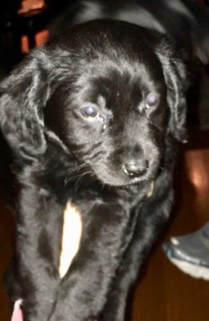 Rosie