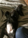 Rosie
