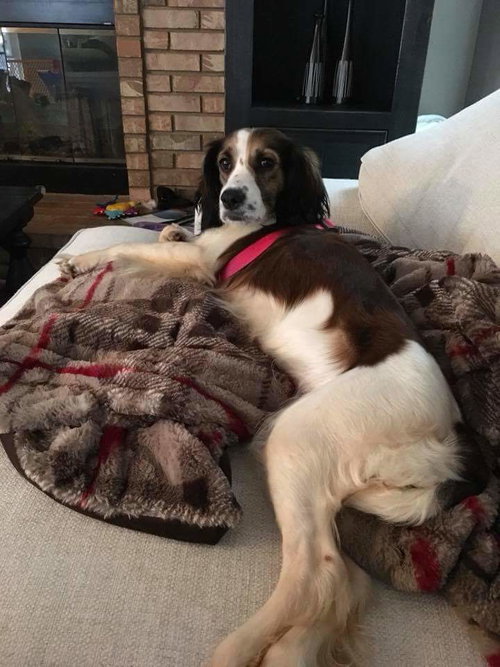 Lady Truffles