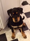 Darla