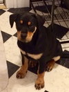 Darla
