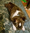 Moon Pie