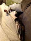 Moon Pie