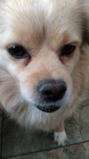 Mobi