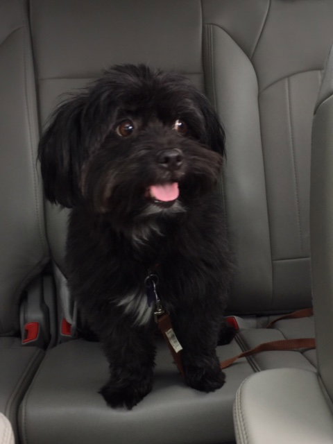 Domino