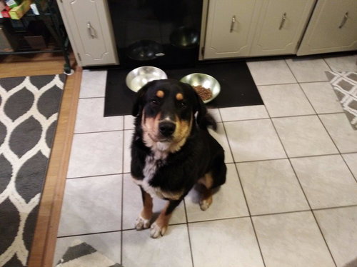 Cooper