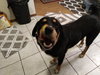 Cooper