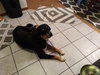 Cooper