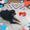 Cooper