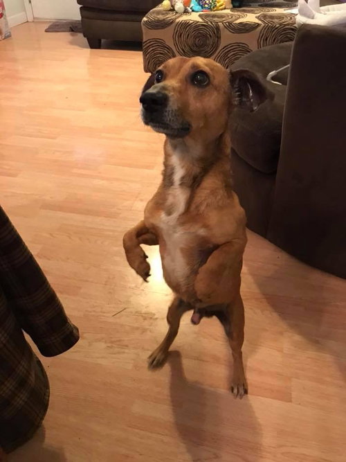 Odie