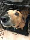 Odie