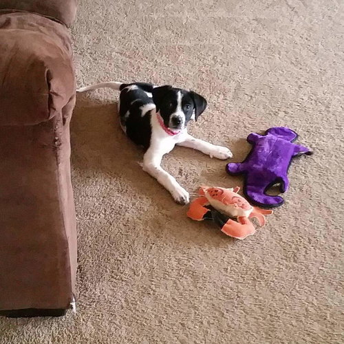 Bonnie
