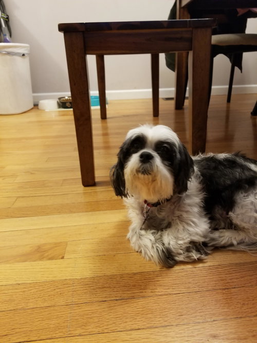 Molly