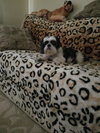 Molly