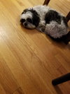 Molly