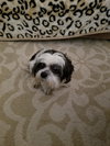 Molly