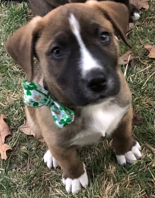 Duke