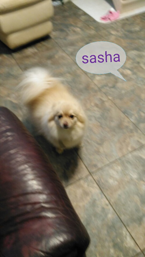 Sasha