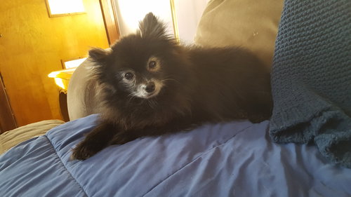 Misha