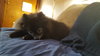 Misha
