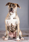 Maggie