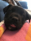 Cocoa