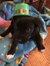 Charley