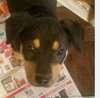 Romeo