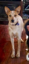 Dixie