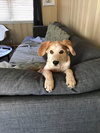 Nala